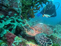 Upaya Olahraga Selam Indonesia untuk Meningkatkan Pengakuan Global