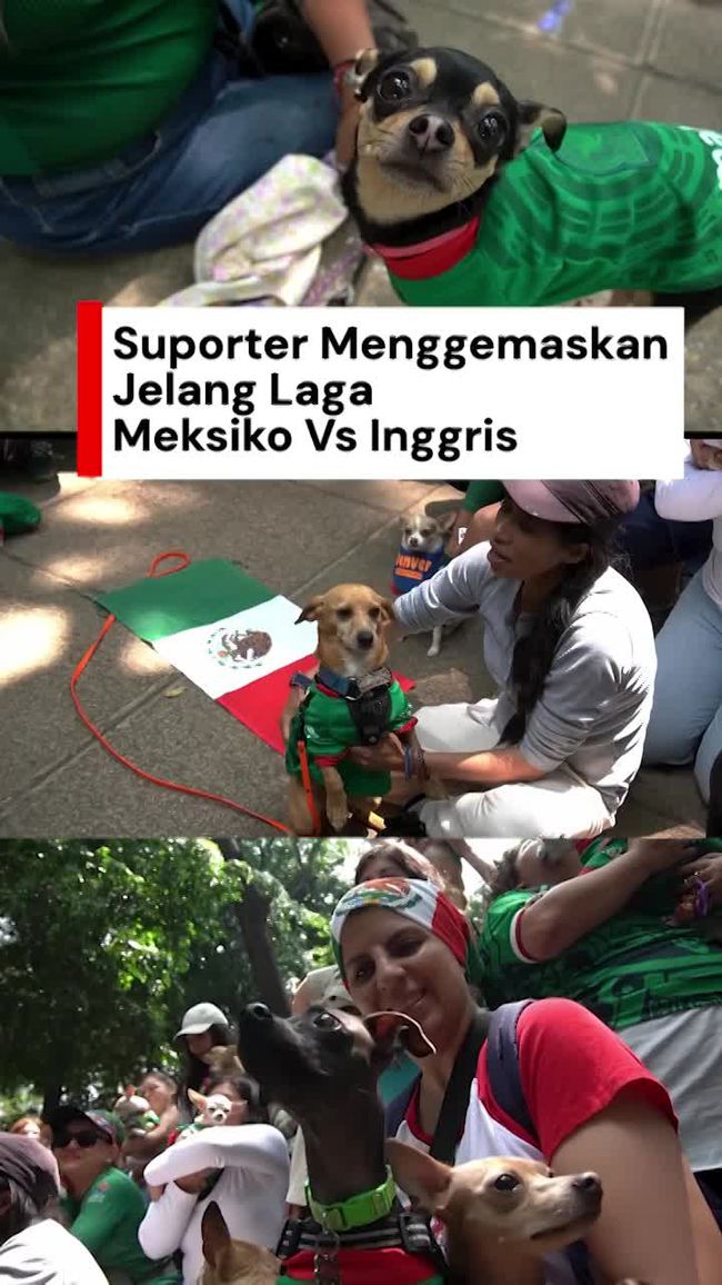 Keceriaan Puluhan Anjing Chihuahua Berjersey Meksiko Saat Nobar